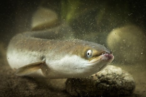 À la rescousse de l’anguille européenne | Biodiversité | Scoop.it