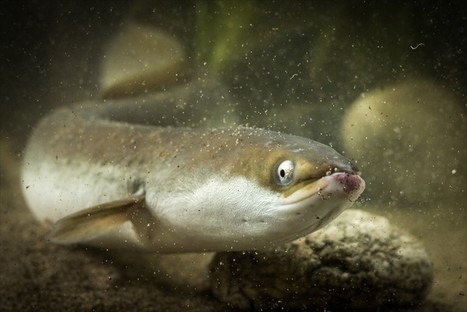 Continuité écologique en marais périphériques des lagunes méditerranéennes | Biodiversité | Scoop.it