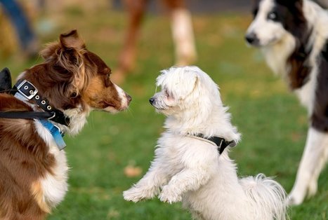 Dogs Mimic Each Other’s Expressions, Too: dogs may be able to experience some form of empathy | Empathy and Animals | Scoop.it