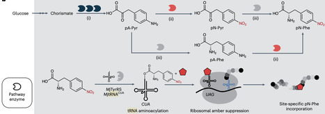 A platform for distributed production of synthetic nitrated proteins in live bacteria | Ncb | RMH | Scoop.it
