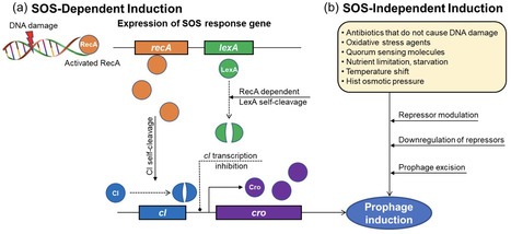 Prophages and their interactions with lytic phages in the human gut microbiota and their impact on microbial diversity, gut health, and disease | aem | RMH | Scoop.it