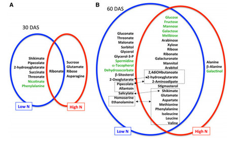 Stitching together the Multiple Dimensions of Autophagy Using Metabolomics and Transcriptomics Reveals Impacts on Metabolism, Development, and Plant Responses to the Environment in Arabidopsis | SEED-DREAM Lab info | Scoop.it