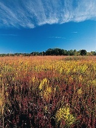 How our Ecosystem Depends on the Prairies | thefreegeorge.com | Prairie and Grassland Ecosystems | Scoop.it