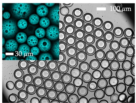 Un copolym&egrave;re PDMS-b-PDMAEMA permet de fabriquer en une seule &eacute;tape ou par microfluidique, des &eacute;mulsions multiples pH-sensibles stables, prot&eacute;geant la cat&eacute;chine | Life Sciences Universit&eacute; Paris-Saclay | Scoop.it