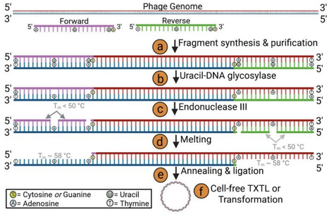 Scarless One-Tube Genome Assembly via Computationally Optimized Uracil-DNA Glycosylase Reactions | RSC | RMH | Scoop.it