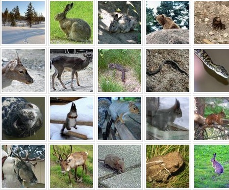 Kuvapankki | Papunet | 1Uutiset - Lukemisen t&auml;hden | Scoop.it