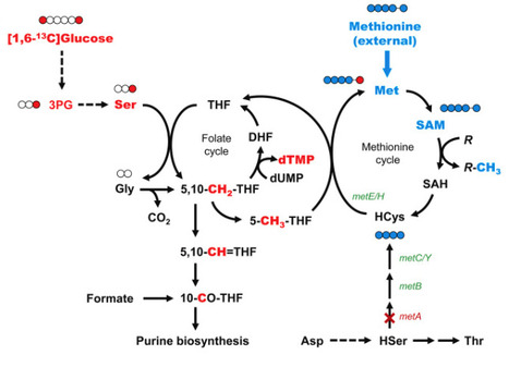 13C-metabolic flux analysis uncovers rewiring in Escherichia coli &Delta;metA metabolism and secretion of amino acids in response to methionine limitation | meg | RMH | Scoop.it
