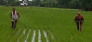 NEPAL: Morang District Report Sheds Light on SRI Integration with Conventional Rice Production | SRI Global News-- January-April, 2026 -- System of Rice Intensification (SRI) | Scoop.it