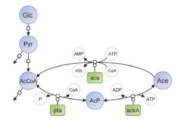 Acetate promotes nutritional adaptation in Escherichia coli | brvme | RMH | Scoop.it