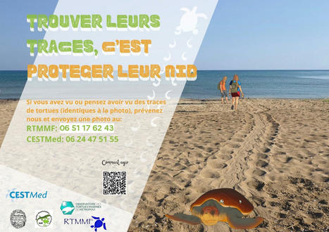 Nidification des tortues marines - Lettre d'information Août 2022 | Biodiversité | Scoop.it