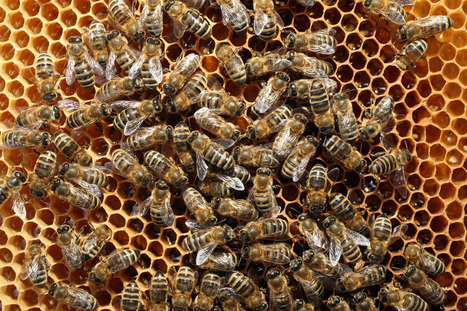 Beekeeper 'Frustration' Led To Class Action On Neonicotinoids | Phytosanitaires et pesticides | Scoop.it