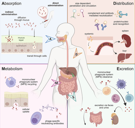 Breaking down barriers to improve phage therapy delivery | chm | RMH | Scoop.it