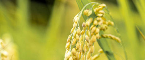 How Greenhouse Gas Emissions from Rice Can be Minimised through Regenerative Production | SRI Global News ++ June - September 2025    System of Rice Intensification (SRI) | Scoop.it