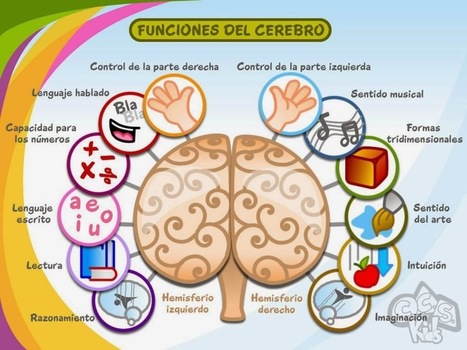 Medio cerebro | Orientación y Educación - Lecturas | Scoop.it