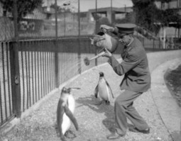 Le pigeon a-t-il encore de la magn&eacute;tite dans la t&ecirc;te ? | RSE et D&eacute;veloppement Durable | Scoop.it