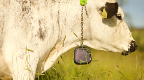 Des cl&ocirc;tures virtuelles sans piquets ni fils, test&eacute;es en France - Agri mutuel | Pour innover en agriculture | Scoop.it