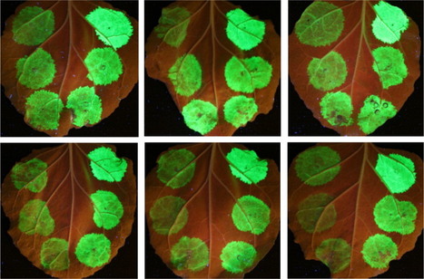 A Golden Gate Modular Cloning Toolbox for Plants - ACS Synthetic Biology (ACS Publications) (2014) | Publications from The Sainsbury Laboratory | Scoop.it