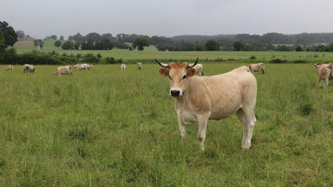 Composition et qualité du lait et de la viande des races bretonnes | Actualités de l'élevage | Scoop.it