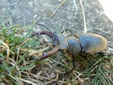 Wildlife Extra News - Have you seen a stag beetle recently in London? You’d be surprised | World Science Environment Nature News | Scoop.it