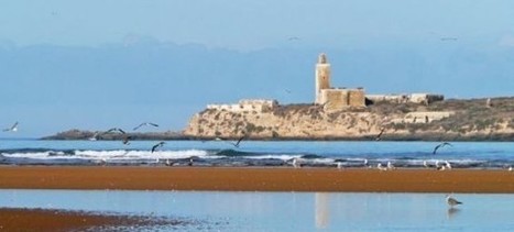 Maroc : L'île de Mogador sert de garde-manger aux faucons d’Eléonore | Biodiversité | Scoop.it