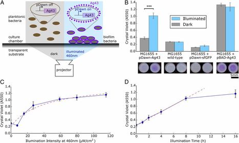 Biofilm Lithography enables high-resolution cell patterning via optogenetic adhesin expression | RMH | Scoop.it