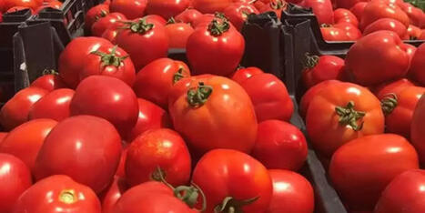 Ümit Mirza Çavuşoğlu: TURKIYE has an important share in tomato production across the world – | CIHEAM Press Review | Scoop.it