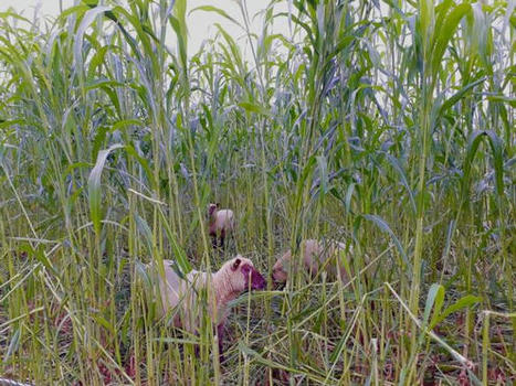 Les brebis de la ferme de C.I.I.R.P.O testent l’appétence au sorgho depuis début juillet | Actualités de l'élevage | Scoop.it