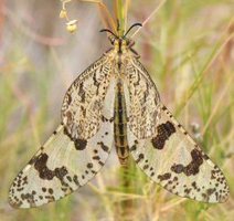 Le prochain Insectes – n° 192, 1er trimestre 2019 - est très bientôt sous presse | Variétés entomologiques | Scoop.it