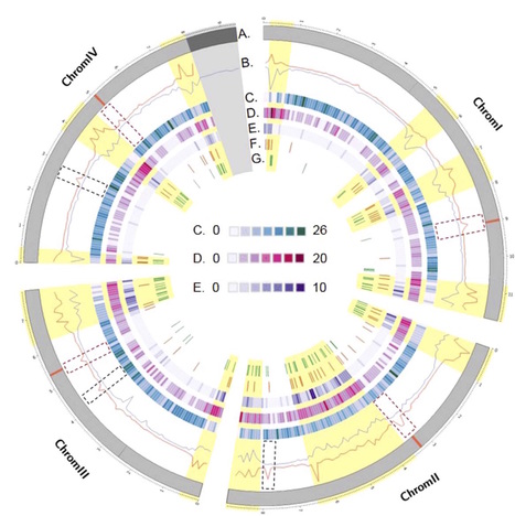 MPP: High‐resolution mapping of the recombination landscape of the phytopathogen Fusarium graminearum suggests two‐speed genome evolution (2017) | Plant Pathogenomics | Scoop.it