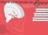 This Is Your Brain On Love (INTERACTIVE GRAPHIC) | Science News | Scoop.it
