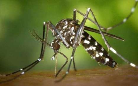 Zika, dengue et chikungunya : la progression du moustique-tigre fait craindre une explosion de cas en France | Variétés entomologiques | Scoop.it