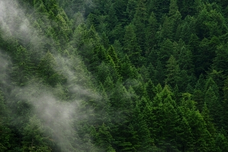 Planter des milliards d'arbres suffira-t-il à absorber les émissions de CO2 ? | Innovation, Développement Durable, RSE | Scoop.it