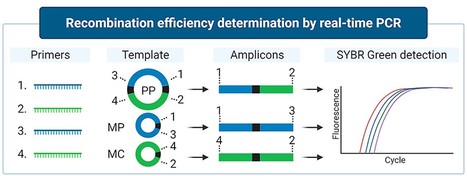Determination of Recombination Efficiency in Minicircle Production by Real-time PCR | iBB | Scoop.it