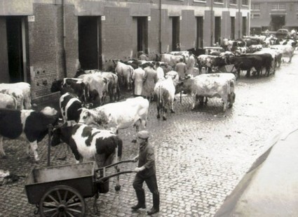 Belgique : bient&ocirc;t, une ferme sur le toit des abattoirs d&rsquo;Anderlecht ! | La Gazette des abattoirs | Scoop.it