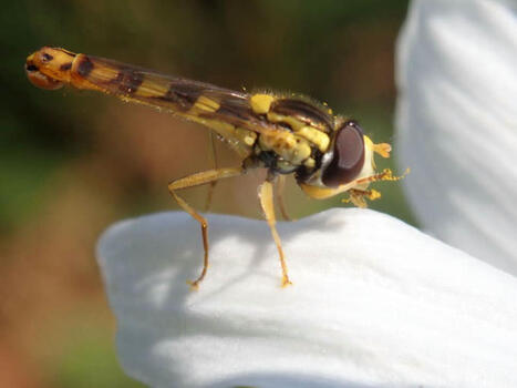 Pollinisateurs.com : une plateforme pour rassembler, comprendre et agir | Biodiversité | Scoop.it