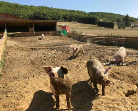 Biosécurité du porc de plein air : la Confédération paysanne sur le qui-vive | Actualité Bétail | Scoop.it