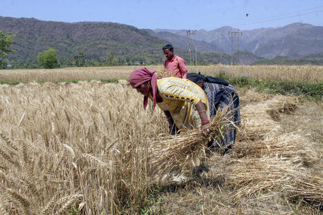 INDIA: How trade wars risk India's food sovereignty | ASIES | Scoop.it