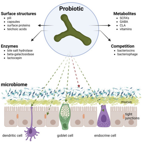 The microbiome: An actor or stage for the beneficial action of probiotics, prebiotics, synbiotics, and postbiotics? | chm | RMH | Scoop.it