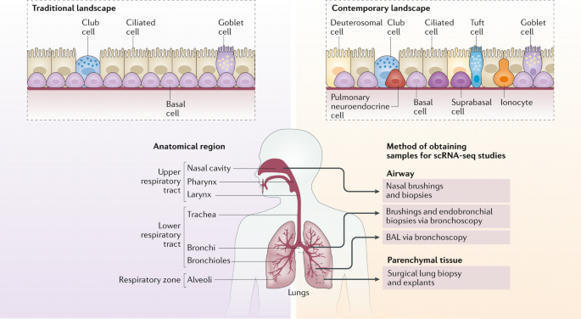Regulation of immune responses by the airway ep...