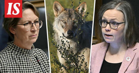 Susikannan koko puhuttaa – vihreiden kansanedustajalta sättii ministeriötä | 1Uutiset - Lukemisen tähden | Scoop.it