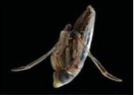 La menace d'un prédateur subie à l'état de larve réduit la capacité du moustique à transmettre le paludisme | EntomoNews | Scoop.it