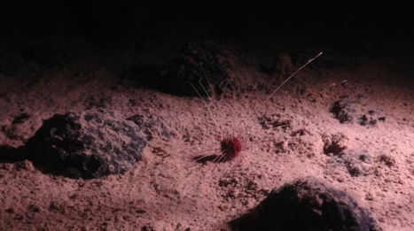 "High Seas treaty looms over deep-ocean mining plans" Financial Times | Coastal Restoration | Scoop.it