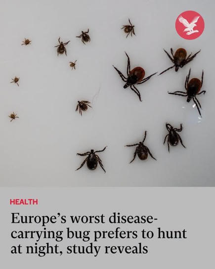 Le pire virus porteur de maladies d&rsquo;Europe pr&eacute;f&egrave;re chasser la nuit, r&eacute;v&egrave;le une &eacute;tude | EntomoNews | Scoop.it