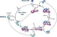 DNAJC12 deficiency: A new strategy in the diagnosis of hyperphenylalaninemias - ScienceDirect | dépistage néonatal | Scoop.it