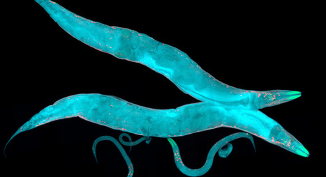 Discovery of life-extension pathway in worms demonstrates new way to study aging | Amazing Science | Scoop.it