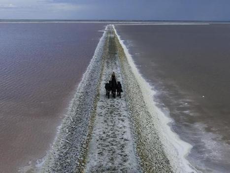 Démêler les chevaux de la TransHumance | Camargue Nature | Scoop.it