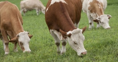 Renforcement de la stratégie pour le bien-être animal | Actualités de l'élevage | Scoop.it