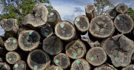 Report Says Wisconsin Forestry Industry On The Upswing | Timberland Investment | Scoop.it