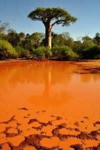 LA CONSERVATION DE LA BIODIVERSITE DANS LES PARCS NATIONAUX DE MADAGASCAR | Madagascarnet : Actualité sur madagascar | Parcs nationaux, régionaux et autres espaces naturels protégés | Scoop.it