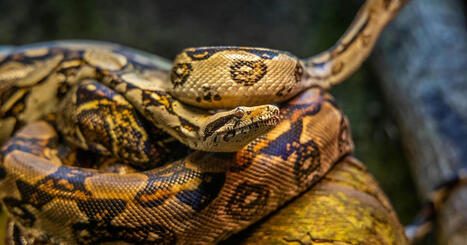 Fear of snakes? It may be influenced by your environment | Language and Culture | Scoop.it